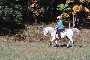nice trot