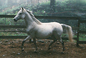 trotting 1996