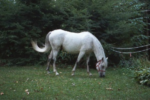 grazing 1995