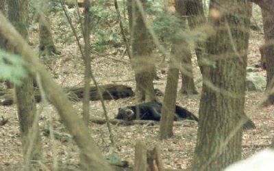napping