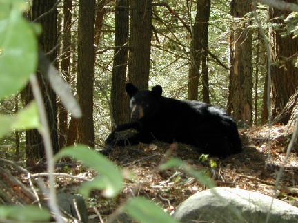 across the street from my house, a cub