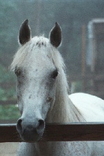 head shot 1996