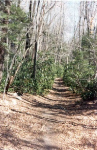 grassy trail