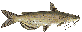 Channel Catfish
