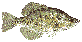 Crappie