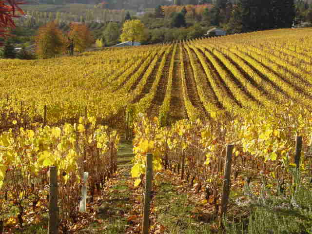 The estate vineyard
