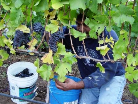 Harvesting De Lancellotti Pinot Noir