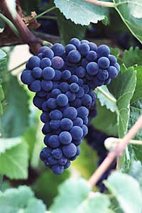 Solena grapes
