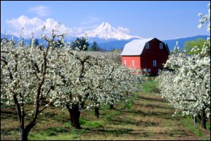 The red barn and orchards in Hood River Valley. Photo by Peter Marbach