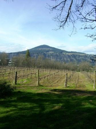 The vineyards at Cathedral Ridge