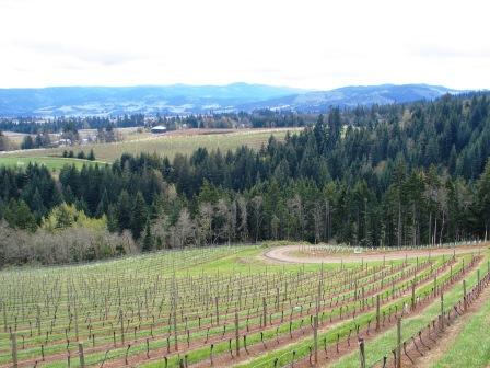 The Reserve Estate Block at Phelps Creek Vineyards