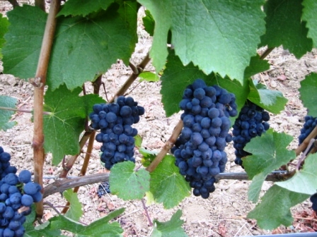 Pinot Noir at Bergstrom Estate Vineyards