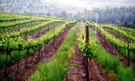 The vineyards at The Pines 1852