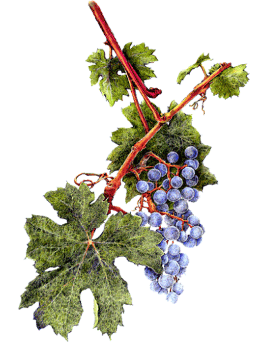 Columbia Valley Winery Association