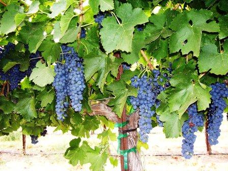 Amongst the Syrah vines at Maryhill