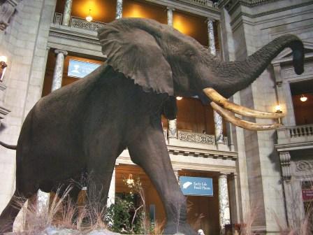 Carolyn's elephant at the Museum of Natural History