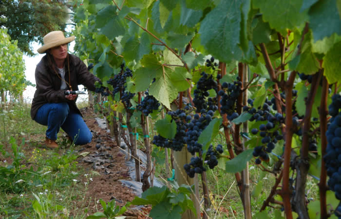 Laura Volkman in the vineyard