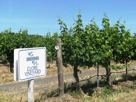 The awe inspiring Walter Clore Vineyard