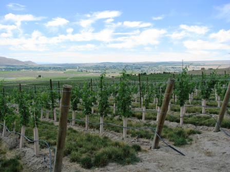 Newly planted estate vineyards