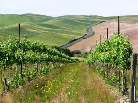 Beautiful Spring Valley Vineyard