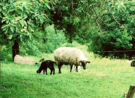 Spring lamb at the Century Farm
