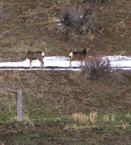 Deer - Photo by Larry Neugart
