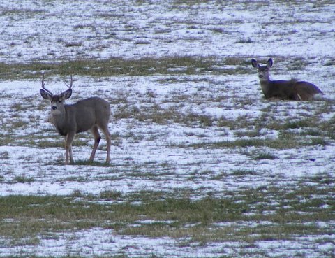 Grazing in winter - Photo by Larry Neugart