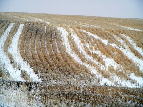 Fields in winter - Photo by Larry Neugart