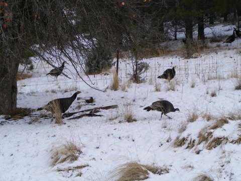 Wild Turkeys - Photo by Larry Neugart