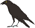 raven