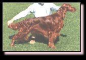 Australian and New Zealand Champion Ballymoss O'Dougal (NZ)
