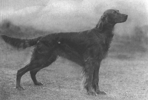 Beau of Wendover (UK)
