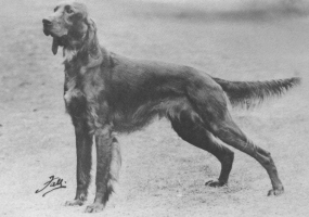 Wendover Beggar (UK)