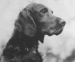 Wendover Gentleman (UK)
