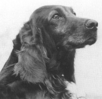 Wendover Kelly (UK)