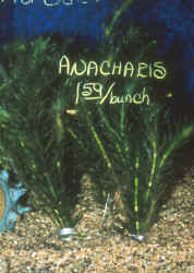 Elodea