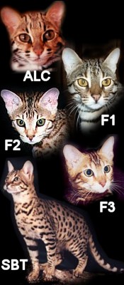 Evolution of the Bengal Cat