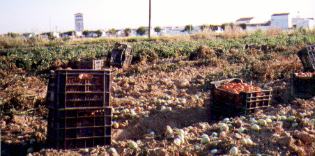 Novelda desde el tajo