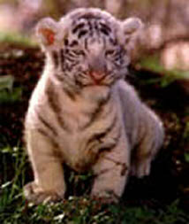 baby_white_tiger.jpg (14776 octets)