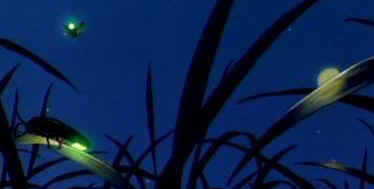 fireflies_bluebat.jpg (11513 octets)