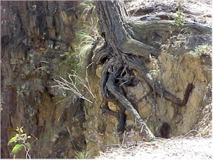roots hole1.jpg (87100 octets)