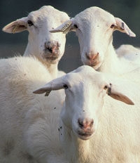 sheep1.jpe (11167 octets)
