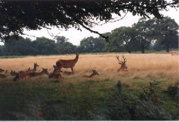Is this London or Africa?!