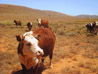Yednalue beef on the hoof