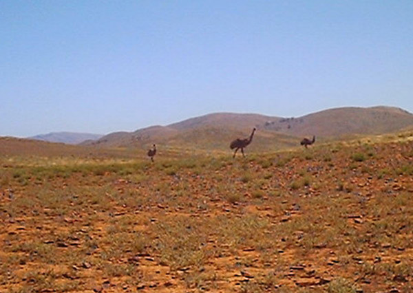 Emus