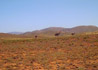 Emus