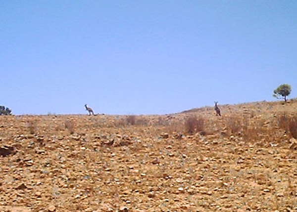 Kangaroos