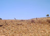 Kangaroos