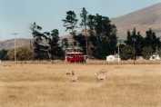 Sheep