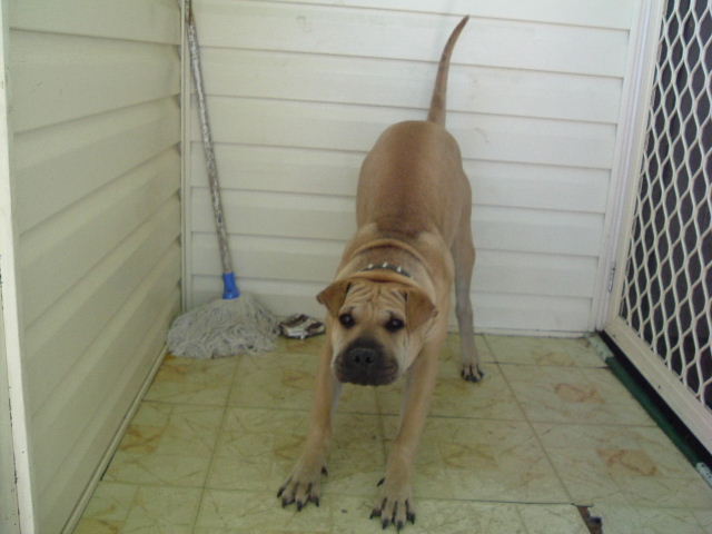 Rolly Our dog :) 